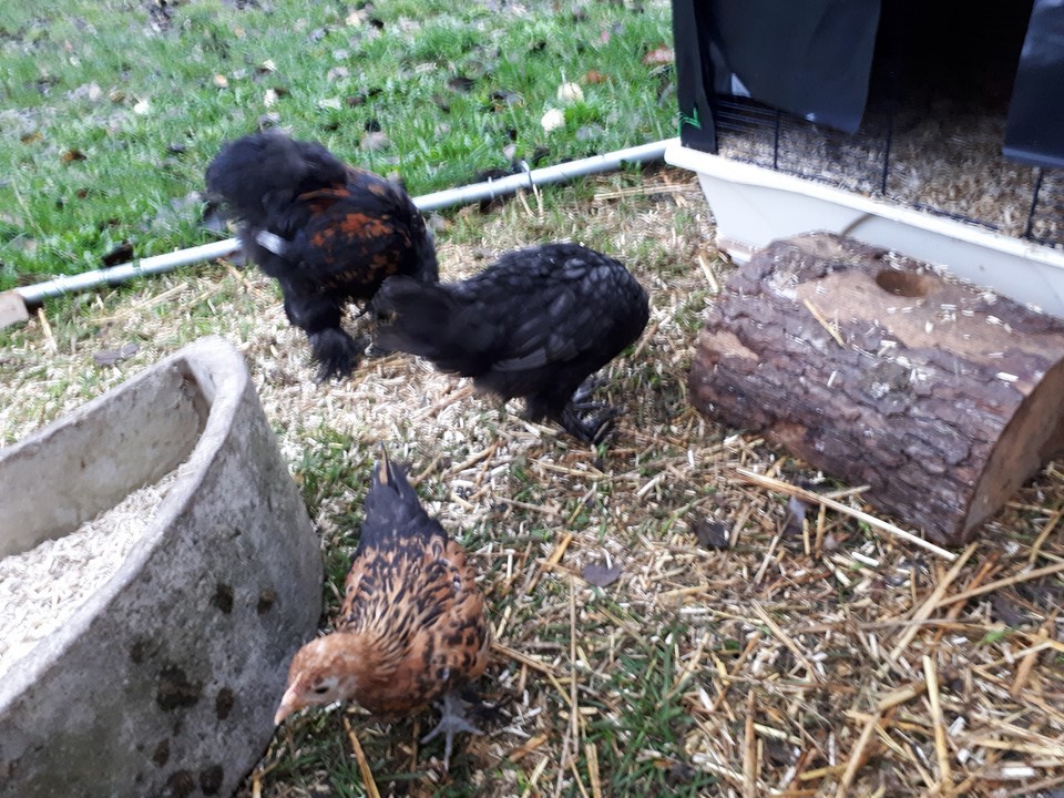 Nov 20-Dehors 3 nov 7 