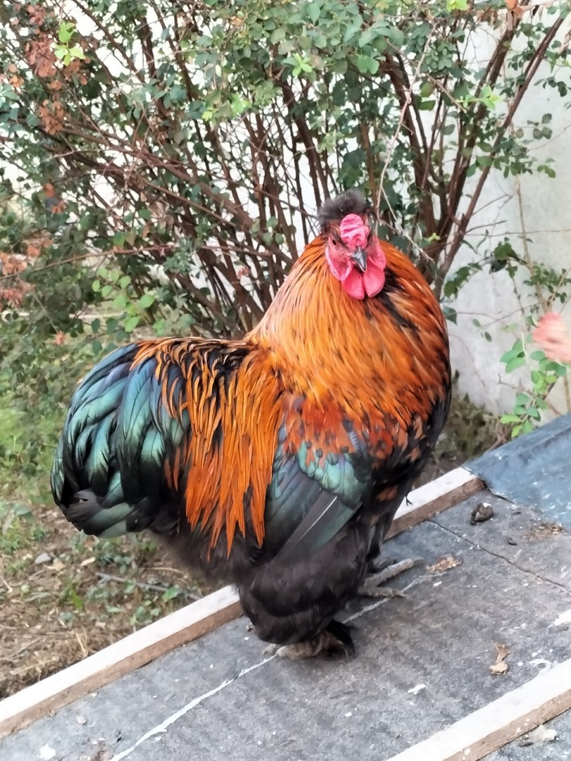 magnifique Caramel