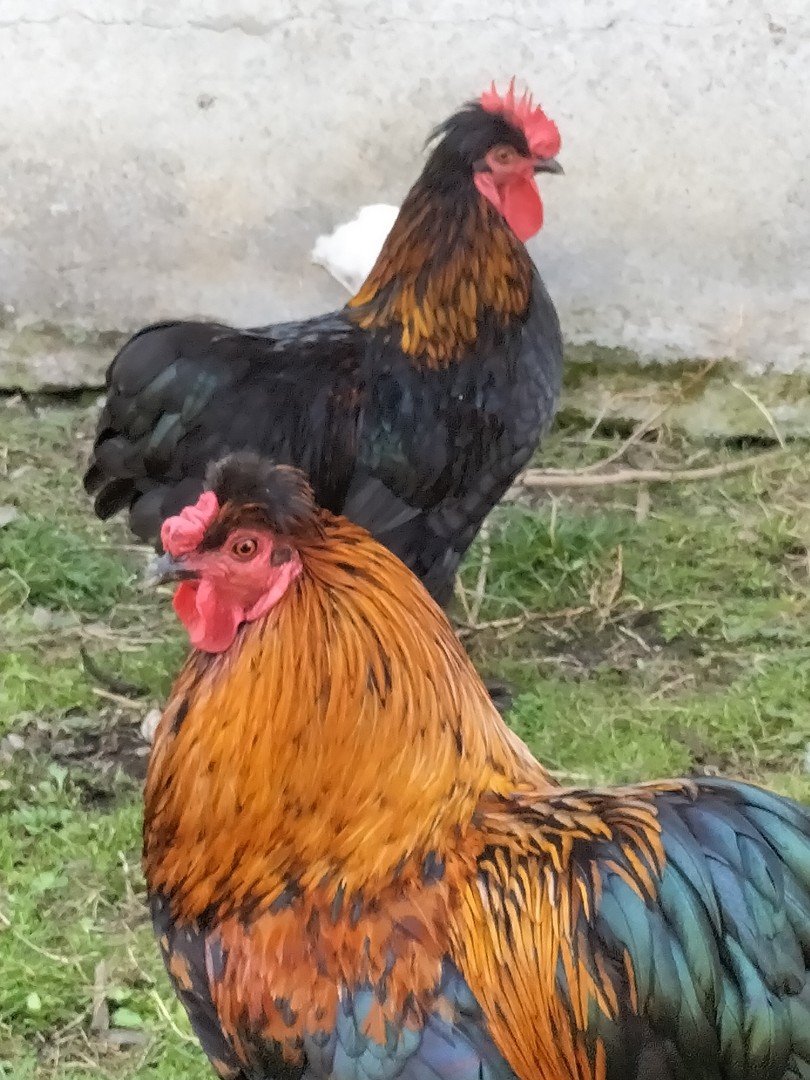 Caramel et Cara Junior