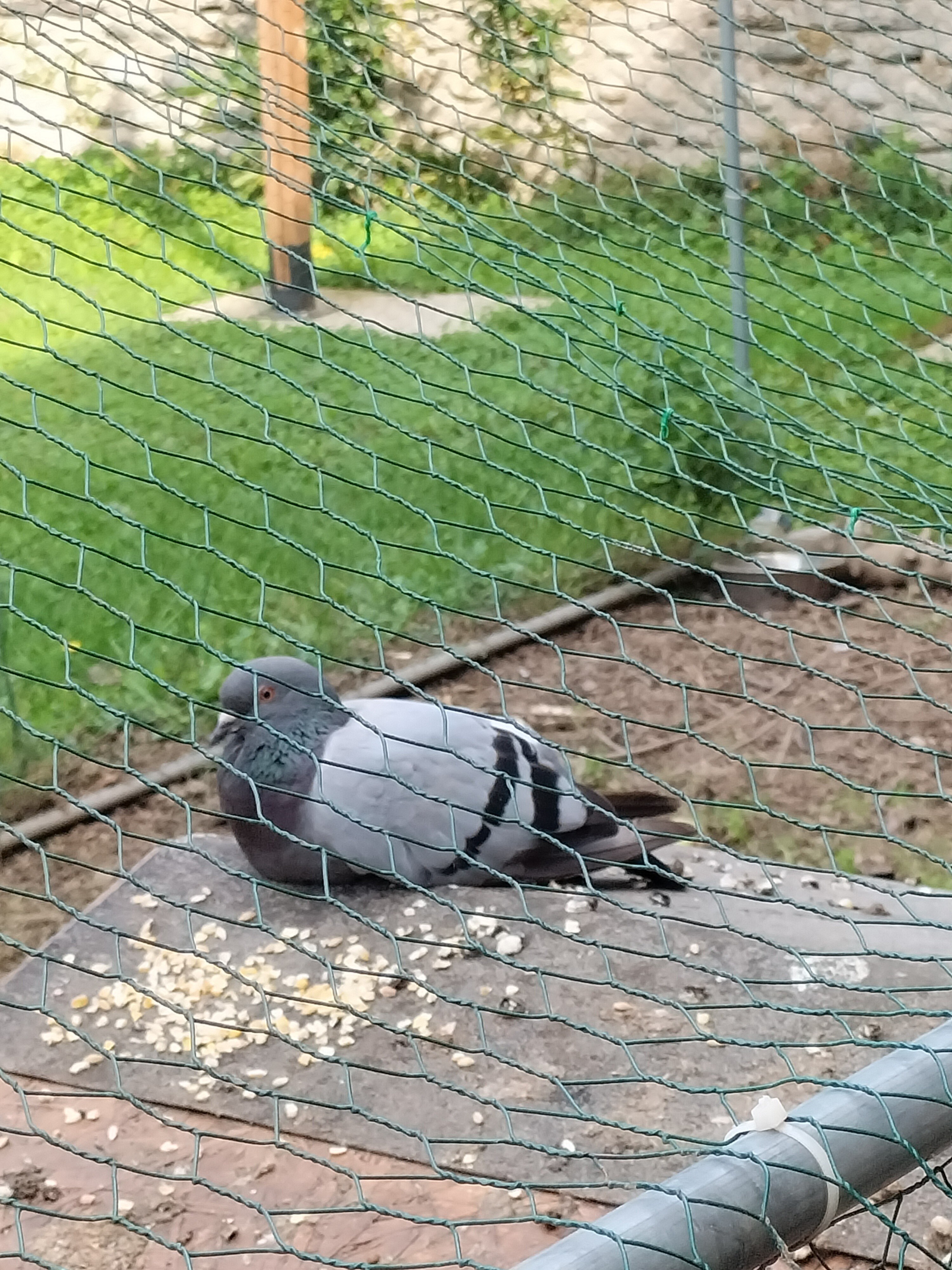 Sauvetage de pigeon 