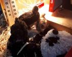 2me fournee de poussins 8