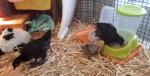 2me fournee de poussins 9