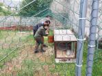 installation dans le poulailler