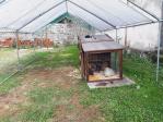 installation dans le poulailler