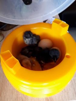 4 poussins sur 6 oeufs sont arrivés à bon terme