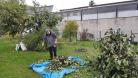 Le plaqueminier et les kakis 11 octobre 1