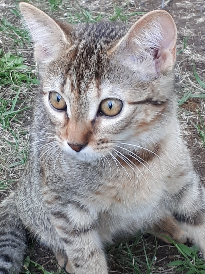Luna 