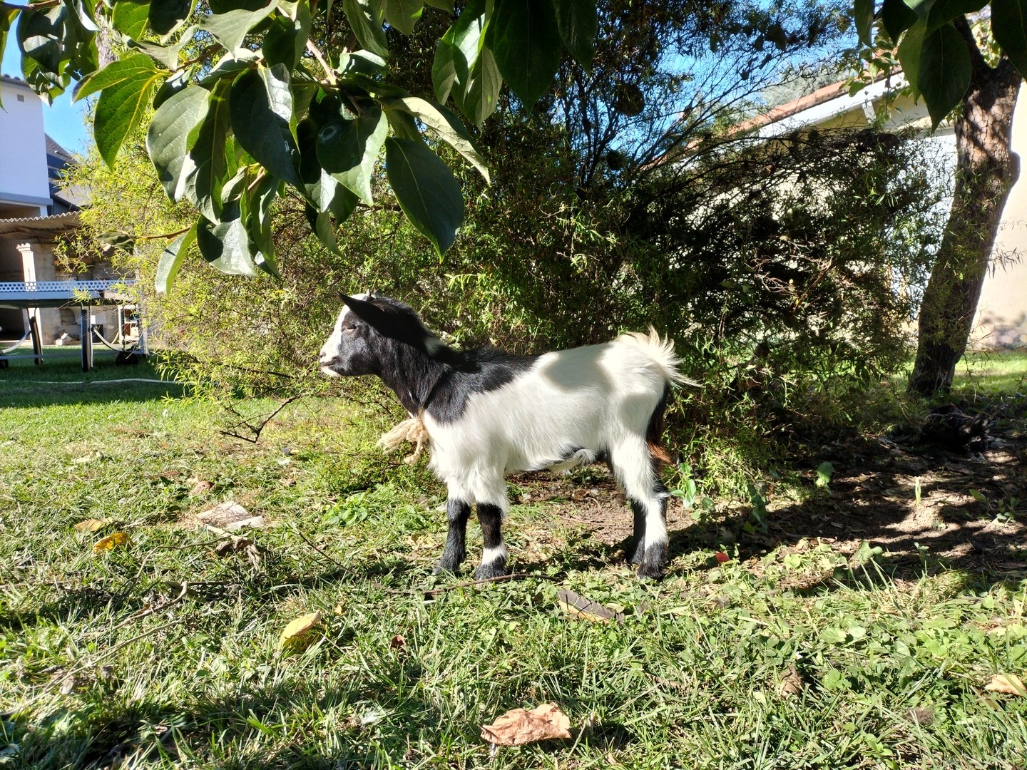 Arrivee de choupinette nov 2021