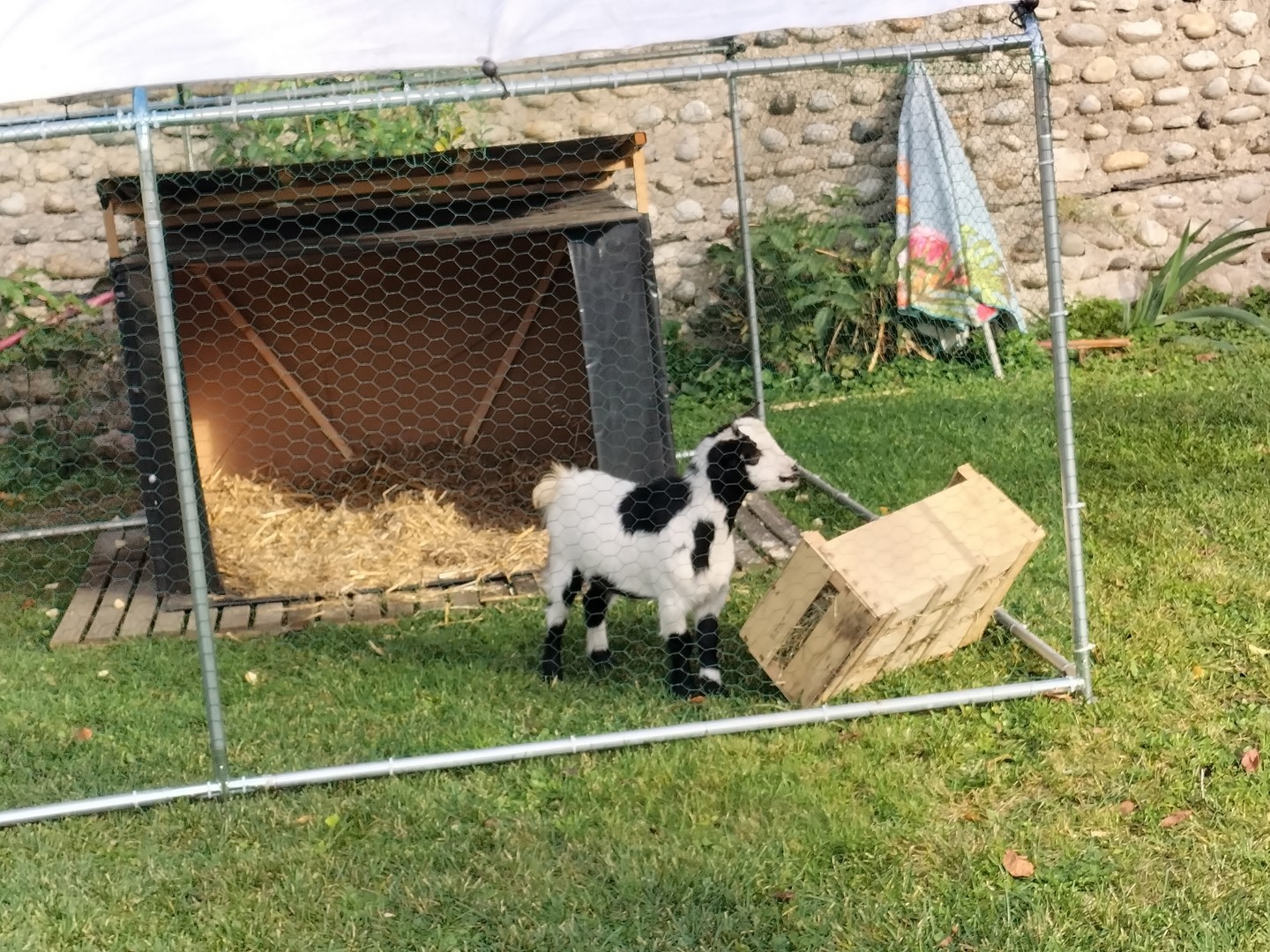 Choupinette , chèvre naine