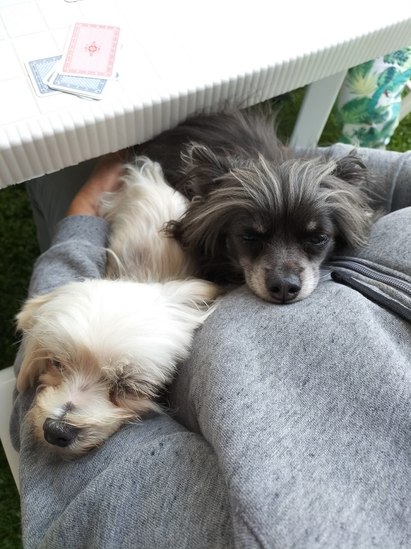 Calins liza et phoxi