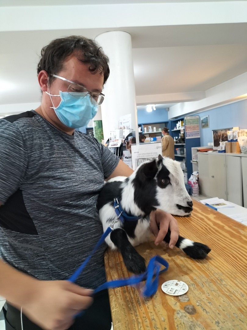 Choupinette chez le veterinaire