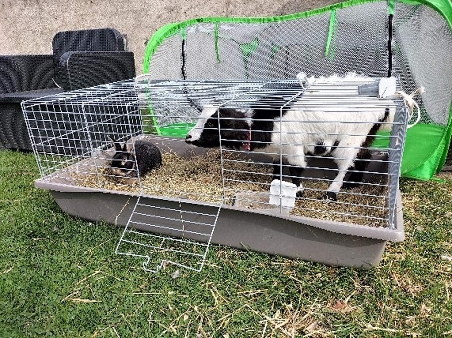 Choupinette se prend pour un lapin  