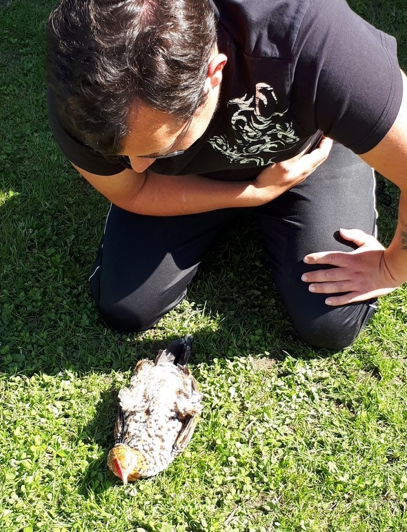 Chouquette prend la pose sur le dos