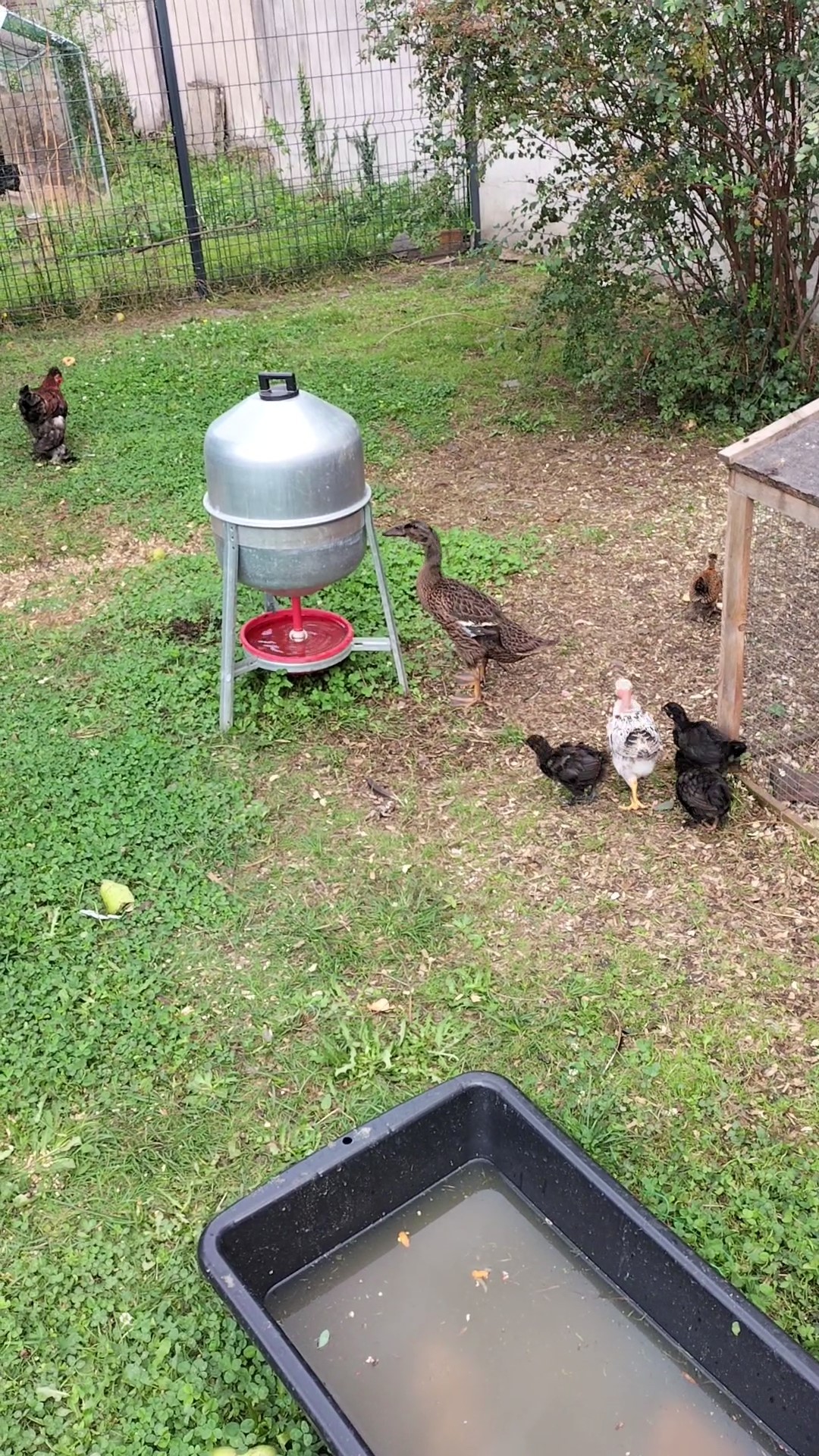 Daisy avec ses copains les poussins 