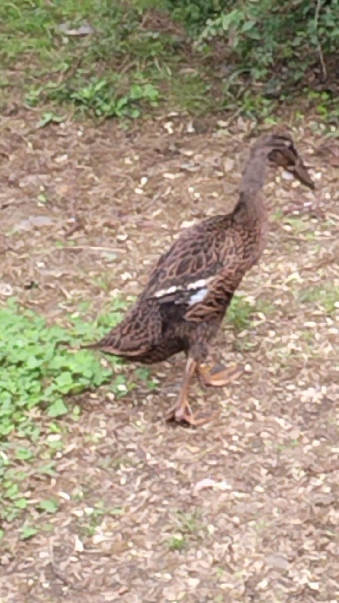 Daisy , canard  