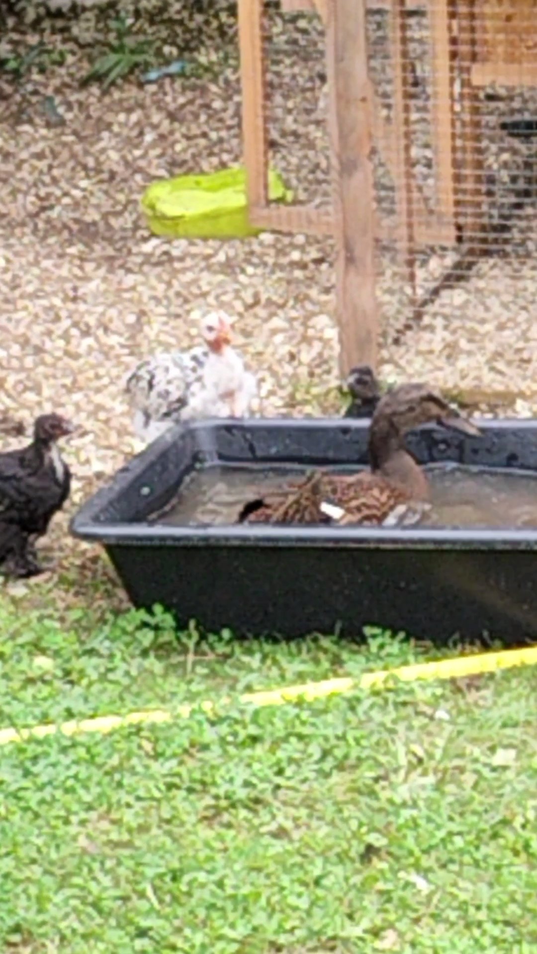 Daisy et ses potes a la piscine