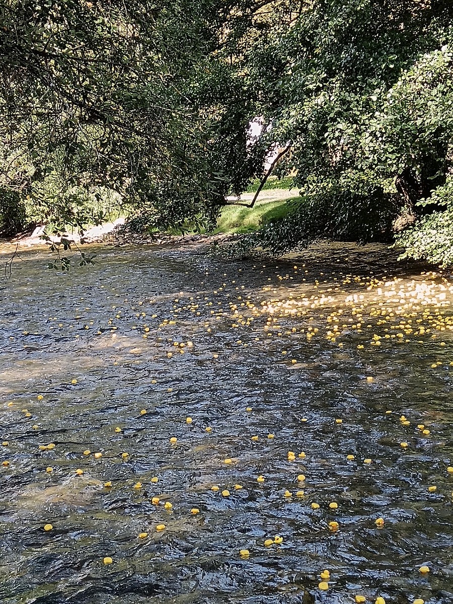 Duck race 17 sept 23