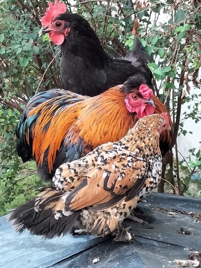 Trop beaux...!!!