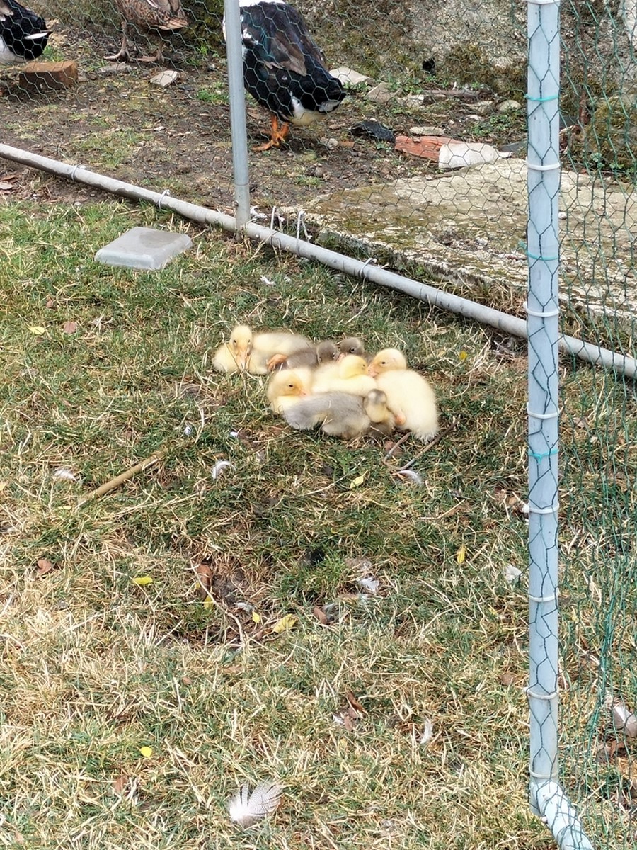 nos petits canetons si mignons