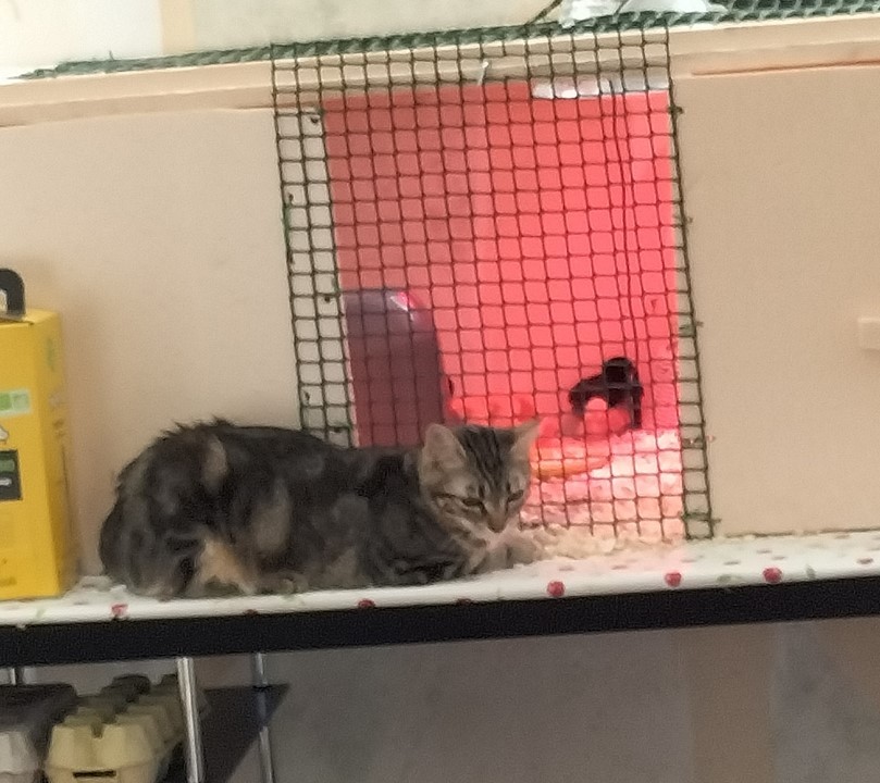 Surveillance rapprochée des poussins par Luna !!