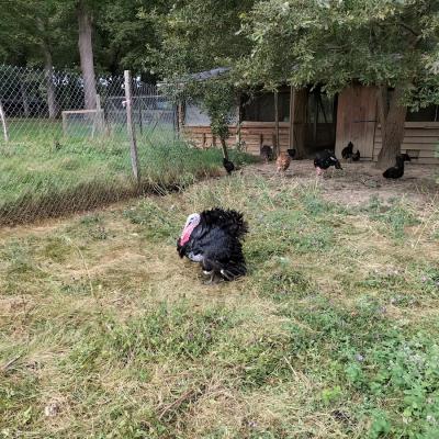 Visite et activites a la ferme de la montjoie 23 